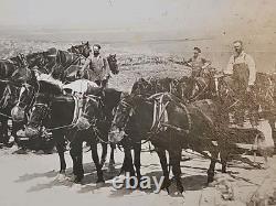 1800's Cabinet Card Photo 8x10 Teams Of Horses Plowing Agriculture Americana
