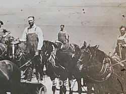 1800's Cabinet Card Photo 8x10 Teams Of Horses Plowing Agriculture Americana