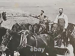 1800's Cabinet Card Photo 8x10 Teams Of Horses Plowing Agriculture Americana