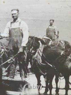 1800's Cabinet Card Photo 8x10 Teams Of Horses Plowing Agriculture Americana