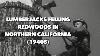 1940s Lumberjacks Felling Redwoods In Northern California