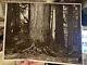 Antique Large Folio Photographs Redwood Loggers Western Cedars 1904 Wm Warnick