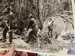 Antique Large Folio Photographs Redwood Loggers Western Cedars 1904 Wm Warnick