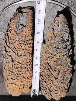 Beautiful Large Rare Antique Train Rail Grindings Concretion Display/Art