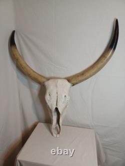Extra Large Longhorn Cow Skull Wall Hanging Sculpture Bull Horns, Western