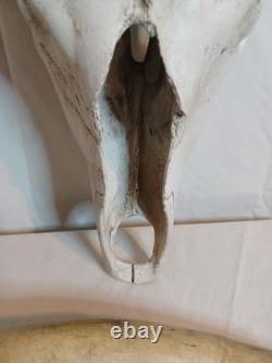 Extra Large Longhorn Cow Skull Wall Hanging Sculpture Bull Horns, Western