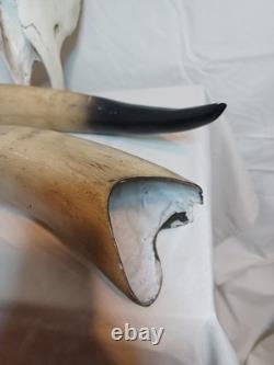 Extra Large Longhorn Cow Skull Wall Hanging Sculpture Bull Horns, Western