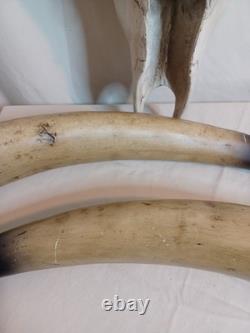 Extra Large Longhorn Cow Skull Wall Hanging Sculpture Bull Horns, Western