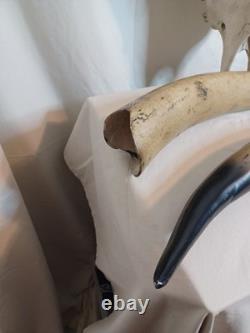 Extra Large Longhorn Cow Skull Wall Hanging Sculpture Bull Horns, Western
