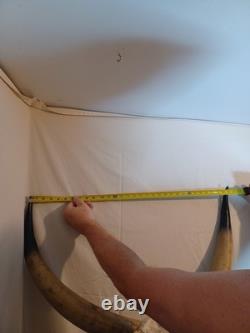 Extra Large Longhorn Cow Skull Wall Hanging Sculpture Bull Horns, Western