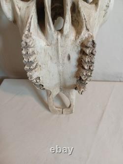 Extra Large Longhorn Cow Skull Wall Hanging Sculpture Bull Horns, Western