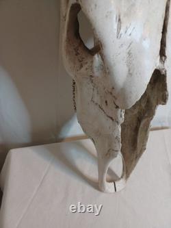 Extra Large Longhorn Cow Skull Wall Hanging Sculpture Bull Horns, Western