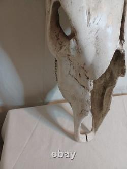 Extra Large Longhorn Cow Skull Wall Hanging Sculpture Bull Horns, Western