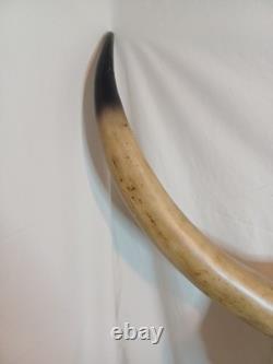 Extra Large Longhorn Cow Skull Wall Hanging Sculpture Bull Horns, Western