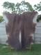 Genuine Leather Cow Hide Rug Extra Large Antique Yellowsrone Veterinary Owned