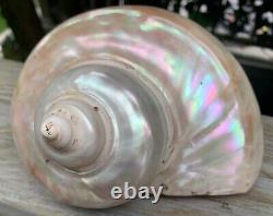 Large Antique All-Natural Turbo Marmoratus Mother of Pearl Seashell. Rare Find