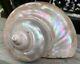 Large Antique All-Natural Turbo Marmoratus Mother of Pearl Seashell. Rare Find