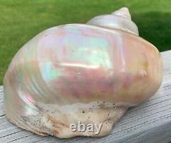 Large Antique All-Natural Turbo Marmoratus Mother of Pearl Seashell. Rare Find