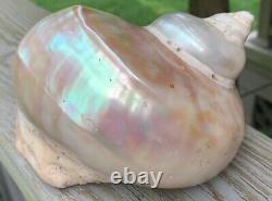 Large Antique All-Natural Turbo Marmoratus Mother of Pearl Seashell. Rare Find