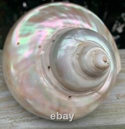 Large Antique All-Natural Turbo Marmoratus Mother of Pearl Seashell. Rare Find