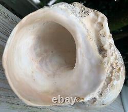 Large Antique All-Natural Turbo Marmoratus Mother of Pearl Seashell. Rare Find