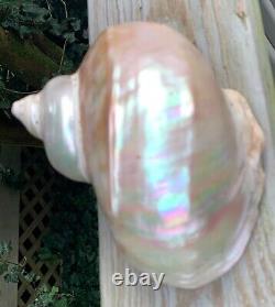 Large Antique All-Natural Turbo Marmoratus Mother of Pearl Seashell. Rare Find