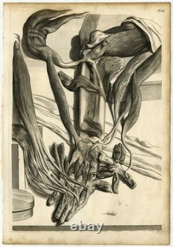 Medical Antique Print-T. 68. MUSCLES-ARM-BONES-Bidloo-Lairesse-1685