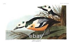 No 429 Western Duck Steller's Eider Audubon Bird Fine Art Print