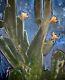 Original Western painting Signed Liam Matthew Night Cactus Large 36x48 Wall Art