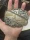 Red Bluff, Maynard, Frontier Belt Buckles Rodeo Large Ornate Wow Factor 3 Buckles