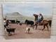 Vintage 1960s Fideler Print Cattle Ranch Eastern Montana Cowboy Rodeo 17.5x23