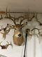 Whitetail deer shoulder taxidermy looks antique western