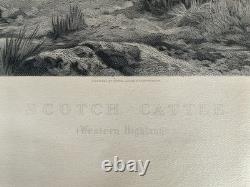 William Watson Scotch Cattle Western Higlands Engraving Antique Print