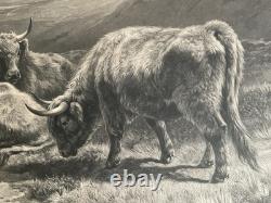 William Watson Scotch Cattle Western Higlands Engraving Antique Print